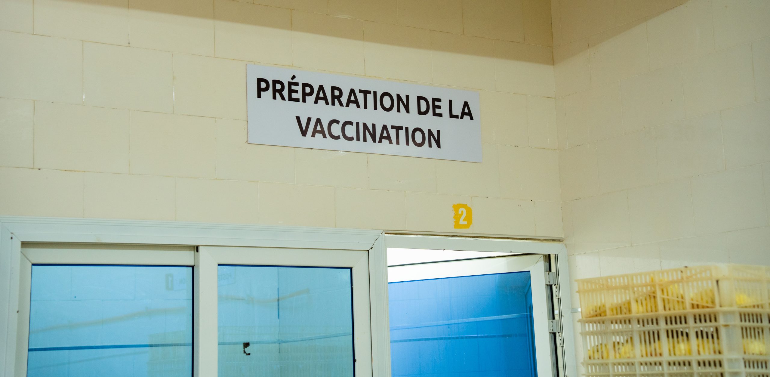 Préparation de la vaccination au couvoir